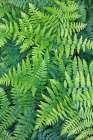 Fern pattern in forest-Yosemite National Park-California Art Print